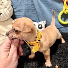 Charlie - Fawn brindled black male Chihuahua puppy in Sherwood, Arkansas from Bartelt Breeders