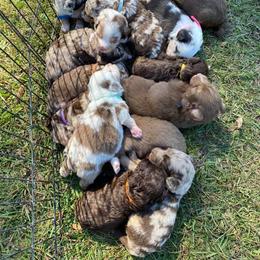 Australian Shepherd Puppies from RoseWest Farms