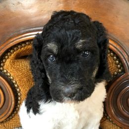 Poodles from UBER POODLES