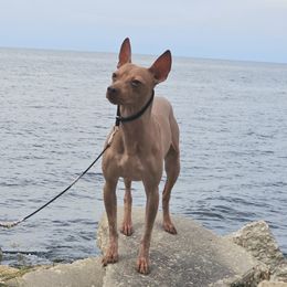 American Hairless Terrier and Pembroke Welsh Corgi All Grown Up from Flipside