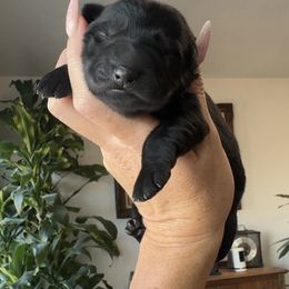 Jupiter - Black male German Shepherd puppy in Coarsegold, California from Yosemite Shepherds