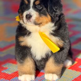 Cindy Lou - Black tan and white female Bernese Mountain Dog puppy in Purcell, Oklahoma from Swiss Berner Bears