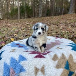 Australian Shepherd Puppies from Southern Tribute Farms