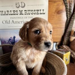Green - Golden male Golden Retriever puppy in Leadore, Idaho from Gunsight Goldens