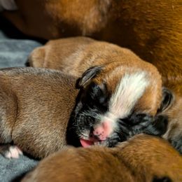 Ira - Fawn female Boxer puppy in Wellington, Ohio from Brinkhaven Boxers
