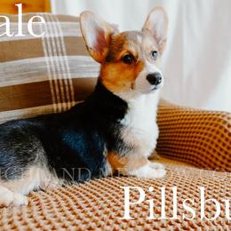 Pillsbury - Black and tan male Pembroke Welsh Corgi puppy in Bend, Oregon from Highland Meadow Corgis
