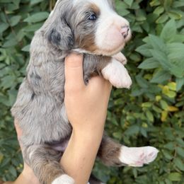 Eleven - Merle female Bernedoodle puppy in Gilbert, Arizona from Gilbert Bernedoodles & Whoodles