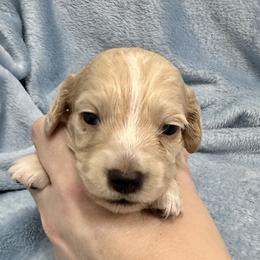 Sullivan - Cream male Dachshund puppy in Memphis, Tennessee from River City Doxies
