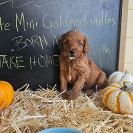 Roux - Red  male Goldendoodle puppy in Daytona Beach, Florida from Beach Doodles