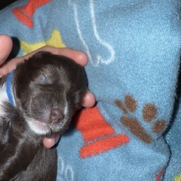 Miniature Schnauzer Puppies from Swedenburg Schnauzers