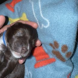 Miniature Schnauzer Puppies from Swedenburg Schnauzers