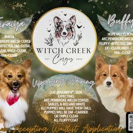 Pembroke Welsh Corgi puppies from Witch Creek Corgis