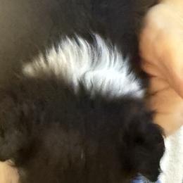Nero - Black white and tan male Shetland Sheepdog puppy in New Waterford, Ohio from Georgina's Shetland Sheepdog