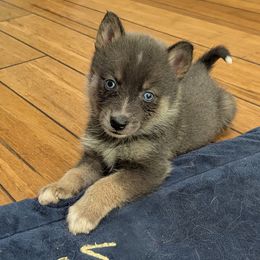 DxL G3 - Blue female Pomsky puppy in Charlotte, Michigan from Moore Pomskies