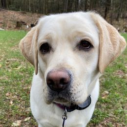 Labrador Retrievers from Maple Labradors