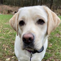 Labrador Retrievers from Maple Labradors