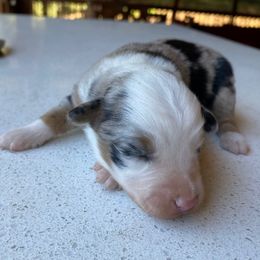 Blue Jay - Blue merle male Miniature Australian Shepherd puppy in Prunedale, California from 4MLA STABLES