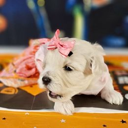 Fiona Skye  pink nail 3 - White and buff female Bichon Frise puppy in Lavon, Texas from Sissy’s Heavenly Paws