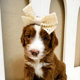 Juniper - Red  female Goldendoodle puppy in Peoria, Arizona from Cactus Doods
