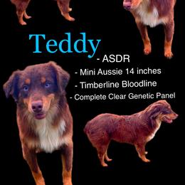 Teddy - Miniature Australian Shepherd