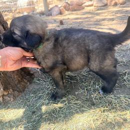 Green - Gray male Sarplaninac puppy in Colorado Springs, Colorado from Pesky Redneck Mini Ranch