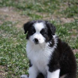 Australian Shepherd Puppies from Flying L Aussies