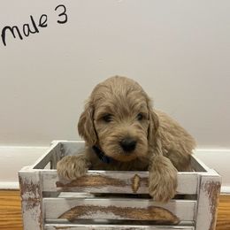 Male 3 - Cream male Goldendoodle puppy in West Warwick, Rhode Island from Lil Rhody’s Goldendoodles