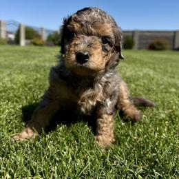 Bernedoodle Puppies from Burbank Bernedoodles
