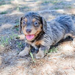 Gabby - Gray (blue) and tan female Dachshund puppy in Eufaula, Alabama from B’s Dachshunds