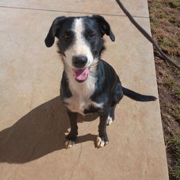 Lady - Black and white female Border Collie puppy in Paradise, California from Richview Shihtzu