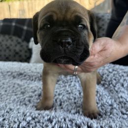 Cane Corso Puppies from PNW Cane Corsos