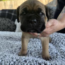 Cane Corso Puppies from PNW Cane Corsos