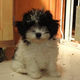 Toodles - Black and white female Shichon puppy in Kettle Falls, Washington from Smallstar Puppys