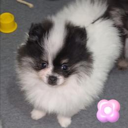 Libby - Tri-colored female Pomeranian puppy in Jacksonville, Florida from L'Orlean Kennels