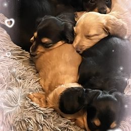 Dachshund Puppies from GretaLo Dachshunds