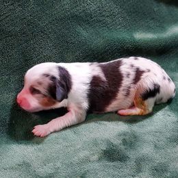 Diamond Doll - Blue merle female Miniature Australian Shepherd puppy in Mc Arthur, California from Kingscastle Ranch