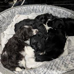 Miniature Schnauzer puppies from Black Star Farm