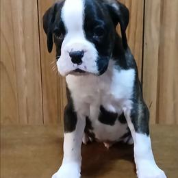 Razor - Brindle male Boxer puppy in Cannon Falls, Minnesota from Pattys Boxers and Bulldogs