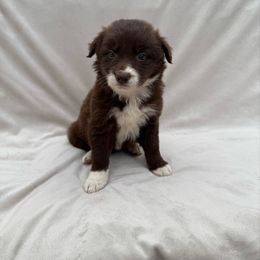 Male II 1500 - Red male Border Collie puppy in Okeechobee, Florida from Cowtown Corgis & Border Collies