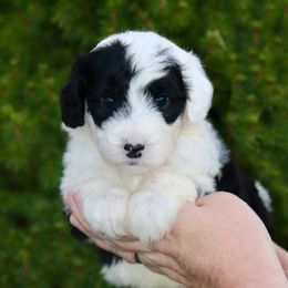 Blaze (brown collar) - Black and white male Sheepadoodle puppy in Mouth Of Wilson, Virginia from HoneyBunn Doodle Co.
