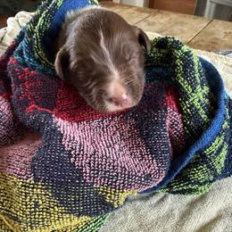 Ember - White and red male Border Collie puppy in Barnstead, New Hampshire from ☘️ Clover Leaf’s Border Collies