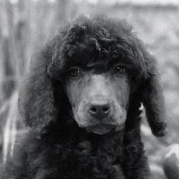 Citrine - Brown female Poodle puppy in Pinedale, Wyoming from S.R.S. Poodles