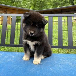 Green - Black and white male Siberian Husky puppy in Jonesborough, Tennessee from Dry Creek Siberians