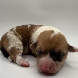 Aspen-Red Merle - Red merle and white female American Corgi puppy in Scottown, Ohio from Wyndy Ridge Corgis