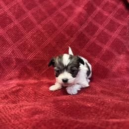 Pepper - Black and white female Coton de Tulear puppy in Avery Creek, North Carolina from AVLCOTONLOVE