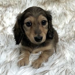 Bebe's Shaded Cream -- Lg - Cream female Dachshund puppy in Kalama, Washington from Dazzling Doxies
