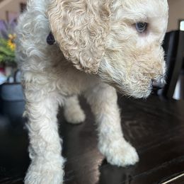 Goldendoodle and Saint Berdoodle Puppies from Golden Pond Doodle’s DFW