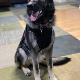 Shiloh Shepherd Puppies from Echo Shilohs