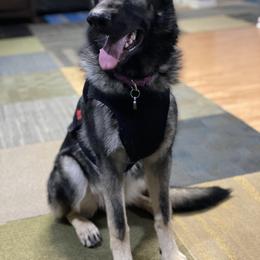 Shiloh Shepherd Puppies from Echo Shilohs