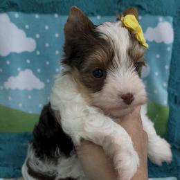 Ella - Chocolate, tan and white female Yorkshire Terrier puppy in Parkersburg, West Virginia from Chocolate Diamonds in the RUFF